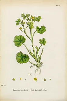 Flowered Crowfoot, Ranunculus parviflorus, Victorian Botanical Illustration, 1863 Flowered Crowfoot, Ranunculus parviflorus, Victorian Botanical Illustration, 1863
