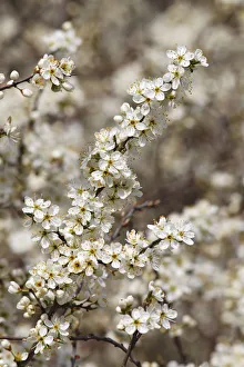 Flowering Blackthorn or Sloe -Prunus spinosa- Flowering Blackthorn or Sloe -Prunus spinosa-
