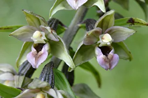 Flowering Broad-leaved Helleborine -Epipactis helleborine-, Neunkirchen in Siegerland Flowering Broad-leaved Helleborine -Epipactis helleborine-, Neunkirchen in Siegerland