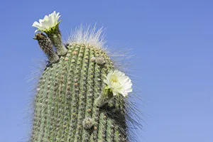 A flowering Cardon cactus -Echinopsis atacamensis-, Tilcara, Jujuy Province, Argentina A flowering Cardon cactus -Echinopsis atacamensis-, Tilcara, Jujuy Province, Argentina