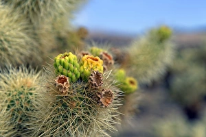 Flowering Cholla Cactus, Cholla Cactus Garden, Joshua Tree National Park, Desert Center Flowering Cholla Cactus, Cholla Cactus Garden, Joshua Tree National Park, Desert Center