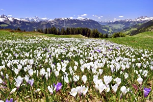 Flowering crocus meadow near Les Diablerets with views of the Dents du Midi, Cornette de Bise Flowering crocus meadow near Les Diablerets with views of the Dents du Midi, Cornette de Bise