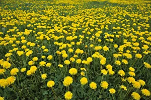 Flowering dandelion meadow -Taraxacum sect. Ruderalia-, Weissenohe Flowering dandelion meadow -Taraxacum sect. Ruderalia-, Weissenohe