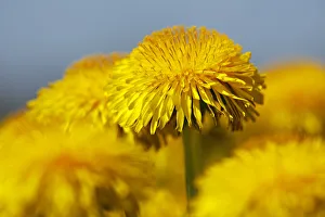 Flowering Dandelion -Taraxacum officinale- Flowering Dandelion -Taraxacum officinale-