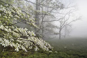 Flowering Dogwoods (Cornus florida) on a misty morning in Cades Cove, Great Smoky Mountains National park, Tennessee Flowering Dogwoods (Cornus florida) on a misty morning in Cades Cove, Great Smoky Mountains National park, Tennessee