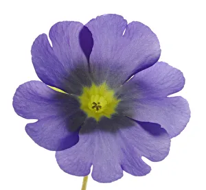Flowering German Primrose -Primula obconica- Flowering German Primrose -Primula obconica-