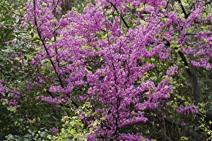 Flowering Judas Tree -Cercis siliquastrum-, Dilek National Park, Kusadasi, Aydin province Flowering Judas Tree -Cercis siliquastrum-, Dilek National Park, Kusadasi, Aydin province