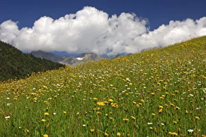Flowering meadow, alpine grasslands in the spring, Bernese Oberland, Switzerland, Europe Flowering meadow, alpine grasslands in the spring, Bernese Oberland, Switzerland, Europe