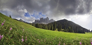 Flowering mountain pasture after a thunderstorm at Zanser Alm alp with the Geisler Group, Odle Mountains Flowering mountain pasture after a thunderstorm at Zanser Alm alp with the Geisler Group, Odle Mountains