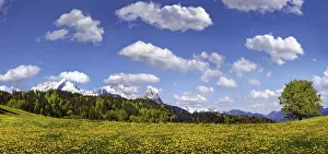 Flowering mountain pasture underneath blue sky with white clouds, Zugspitze massif Flowering mountain pasture underneath blue sky with white clouds, Zugspitze massif
