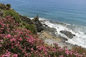 Oleander Gallery: Flowering oleander -Nerium oleander- on the coast, Turkish Riviera, Alanya, Antalya province