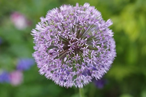 Flowering onion -Allium aflatunense-, garden plant, Bavaria, Germany, Europe Flowering onion -Allium aflatunense-, garden plant, Bavaria, Germany, Europe