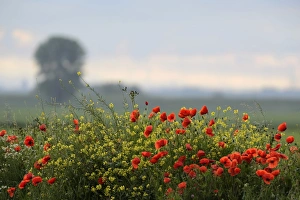 Flowering Poppies -Papaver rhoeas-, North Rhine-Westphalia, Germany Flowering Poppies -Papaver rhoeas-, North Rhine-Westphalia, Germany