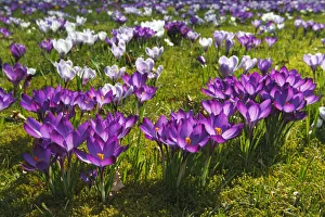 Flowering purple and white Crocuses -Crocus vernus hybrids- on a crocus meadow in spring Flowering purple and white Crocuses -Crocus vernus hybrids- on a crocus meadow in spring