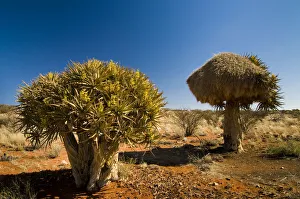 Flowering Quiver Tree or Kokerboom -Aloe dichotoma- with a weavers nest, Northern Cape Flowering Quiver Tree or Kokerboom -Aloe dichotoma- with a weavers nest, Northern Cape