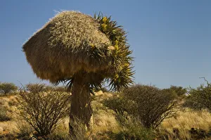 Flowering Quiver Tree or Kokerboom -Aloe dichotoma- with a weavers nest, Kenhardt Flowering Quiver Tree or Kokerboom -Aloe dichotoma- with a weavers nest, Kenhardt