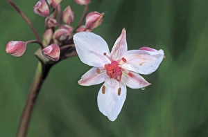 Flowering rush (Butomus umbellatus), Hortobagy Puszta plains, Hungary, Europe Flowering rush (Butomus umbellatus), Hortobagy Puszta plains, Hungary, Europe