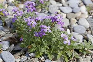 Flowering Three-horned Stock -Matthiola tricuspidata-, Dilek National Park, Kusadasi Flowering Three-horned Stock -Matthiola tricuspidata-, Dilek National Park, Kusadasi