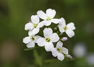 Flowers of the Cuckoo Flower or Ladys Smock -Cardamine pratensis-, medicinal plant Flowers of the Cuckoo Flower or Ladys Smock -Cardamine pratensis-, medicinal plant