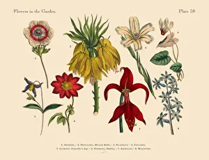 Flowers of the Garden, Victorian Botanical Illustration Flowers of the Garden, Victorian Botanical Illustration