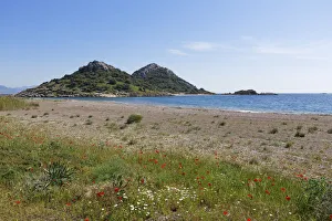 Flowers at Gebekum beach, Datca, Datca Peninsula, Mugla Province, Aegean, Turkey Flowers at Gebekum beach, Datca, Datca Peninsula, Mugla Province, Aegean, Turkey