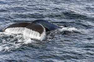 Fluke and fin of a Humpback Whale -Megaptera novaeangliae-, diving, Gerlache Strait Fluke and fin of a Humpback Whale -Megaptera novaeangliae-, diving, Gerlache Strait