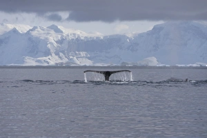 Fluke of a Humpback Whale -Megaptera novaeangliae-, diving, Gerlache Strait Fluke of a Humpback Whale -Megaptera novaeangliae-, diving, Gerlache Strait