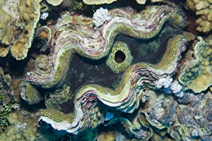 Fluted Giant Clam or Scaly Clam -Tridacna squamosa-, Red Sea, Egypt Fluted Giant Clam or Scaly Clam -Tridacna squamosa-, Red Sea, Egypt