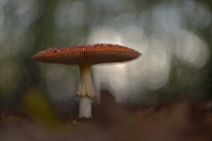 Fly Agaric -Amanita muscaria-, Emsland, Lower Saxony, Germany Fly Agaric -Amanita muscaria-, Emsland, Lower Saxony, Germany