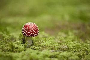 Fly Agaric -Amanita muscaria-, fruiting body between moss, Germany Fly Agaric -Amanita muscaria-, fruiting body between moss, Germany