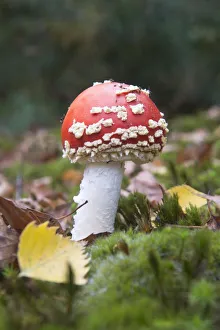 Fly agaric or fly amanita (Amanita muscaria) amongst moss, Emsland, Lower Saxony, Germany Fly agaric or fly amanita (Amanita muscaria) amongst moss, Emsland, Lower Saxony, Germany