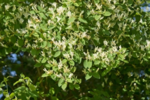 Fly Honeysuckle or Fly Woodbine -Lonicera xylosteum-, flowering, Thuringia, Germany Fly Honeysuckle or Fly Woodbine -Lonicera xylosteum-, flowering, Thuringia, Germany