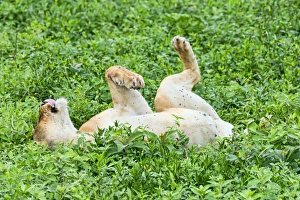 Fly-ridden Lioness -Panthera leo-, Ndutu, Tanzania Fly-ridden Lioness -Panthera leo-, Ndutu, Tanzania