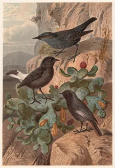 Flycatchers (Muscicapidae), published in 1882 Flycatchers (Muscicapidae), published in 1882