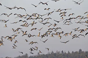 Flying Cranes -Grus grus- in the morning, Mecklenburg-Vorpommern, Germany Flying Cranes -Grus grus- in the morning, Mecklenburg-Vorpommern, Germany