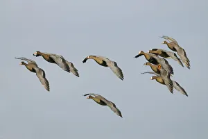 Flying Greater white-fronted Geese -Anser albifrons-, Bislicher Insel, Wesel Flying Greater white-fronted Geese -Anser albifrons-, Bislicher Insel, Wesel