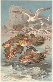 Flying gurnards (Dactylopterus volitans), lithograph, published in 1884 Flying gurnards (Dactylopterus volitans), lithograph, published in 1884