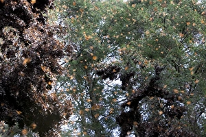 Flying Monarch butterflies (Danaus plexippus) Flying Monarch butterflies (Danaus plexippus)