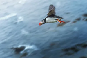 <b class=qtipBold><figcaption>Flying Puffin at Latrabjarg, Iceland</figcaption></b><br><em>© CoolbieRe</em> Flying Puffin at Latrabjarg, Iceland