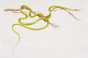 Flying Tree Snake (Chrysopelea pelias) slithering around a thin branch, side view Flying Tree Snake (Chrysopelea pelias) slithering around a thin branch, side view
