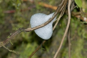 Foam nest of the spittlebug larvae -Aphrophoridae-, Tandayapa region, Andean cloud forest Foam nest of the spittlebug larvae -Aphrophoridae-, Tandayapa region, Andean cloud forest
