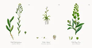 Foetid Gold-of-pleasure, Camelina foetida, Victorian Botanical Illustration, 1863 Foetid Gold-of-pleasure, Camelina foetida, Victorian Botanical Illustration, 1863