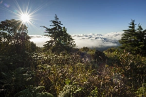 Fog, backlit, sun, Doi Inthanon National Park, Chiang Mai Province, Northern Thailand, Thailand, Asia Fog, backlit, sun, Doi Inthanon National Park, Chiang Mai Province, Northern Thailand, Thailand, Asia