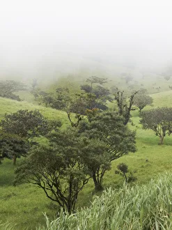 Fog clouded green mountain forest on the edge between the Pacific and Atlantic meteorological divides, Cordillera de Tilaran Tilaran, Guanacaste Province, Costa Rica, Central America Fog clouded green mountain forest on the edge between the Pacific and Atlantic meteorological divides, Cordillera de Tilaran Tilaran, Guanacaste Province, Costa Rica, Central America