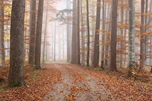 Fog in a colourful forest in autumn with beeches -Fagus sylvatica- and noble firs -Abies procera-, Unterallgaeu Fog in a colourful forest in autumn with beeches -Fagus sylvatica- and noble firs -Abies procera-, Unterallgaeu