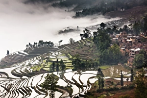 <b class=qtipBold><figcaption>Fog shrouded terraces</figcaption></b><br>Morning fog and mist rolling in rice terraces.<br><em>© Xiaoyu Yu</em> Fog shrouded terraces