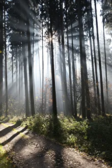 Fog and sun rays in a forest of Norway spruces -Picea abies-, Unterallgaeu, Allgaeu Fog and sun rays in a forest of Norway spruces -Picea abies-, Unterallgaeu, Allgaeu