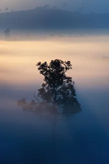 Alone in the fog, Tung Salang Luang National Park Alone in the fog, Tung Salang Luang National Park