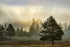 Foggy meadow with trees at dawn, Midway Geyser Basin, Yellowstone National Park, Wyoming Foggy meadow with trees at dawn, Midway Geyser Basin, Yellowstone National Park, Wyoming