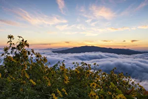 Foggy morning and Mexican sunflower field Foggy morning and Mexican sunflower field